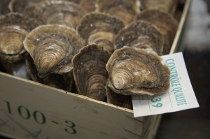 Bourriche d'huîtres Cadoret