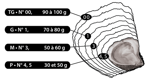 Calibre huitres plates 2024