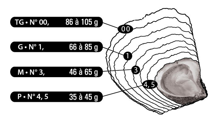Calibre huitres plates 2024